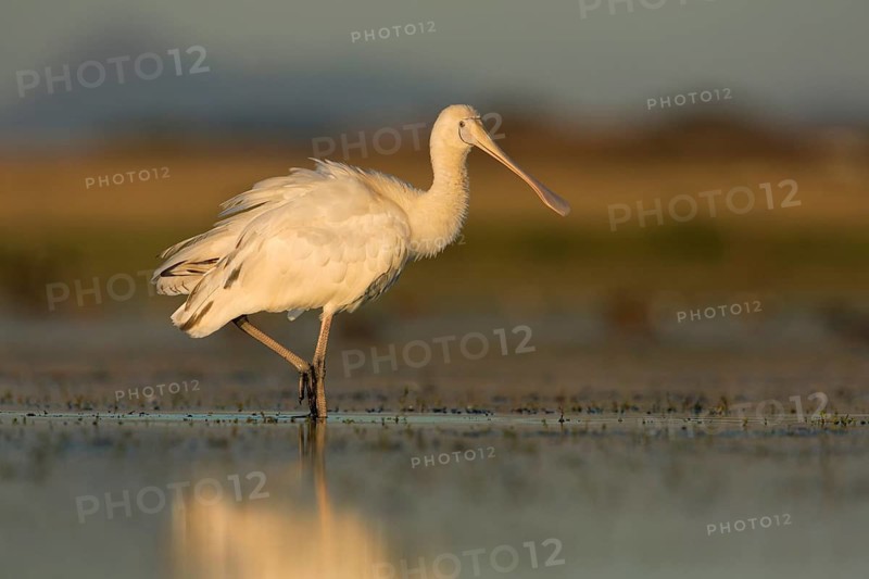 Yellow-billed Spoonbill (Platalea flavipes) foraging, Victoria, Australia