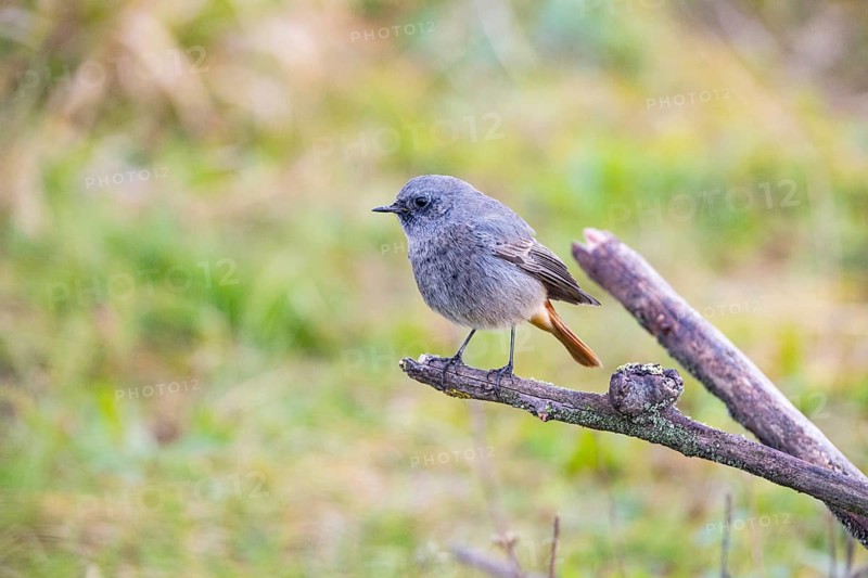 Redtail (Phoenicurus ochruros) Germany