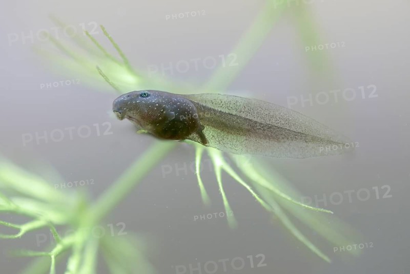 Common frog, common frog, rana temporaria, amphibians, amphibians, one week old, frog, frogs, young animal, juvenile, tadpole, larva, amphibians, amphibians