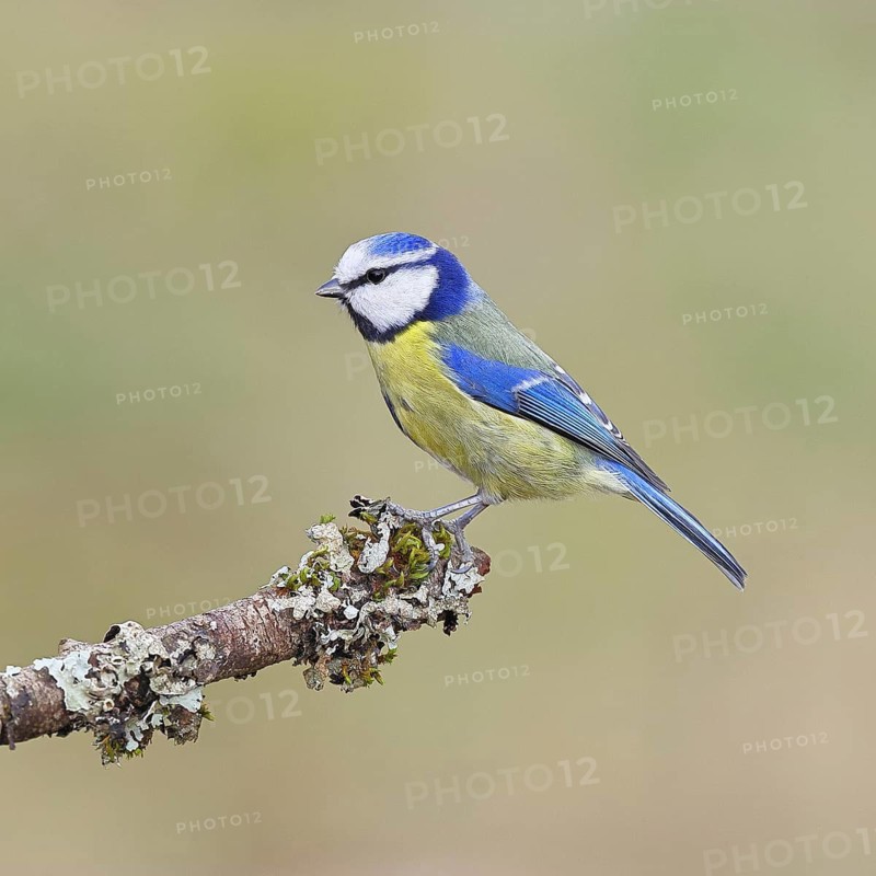 Blue Tit (Parus caeruleus), perched on a branch covered in lichen, Wilnsdorf, North Rhine-Westphalia, Germany