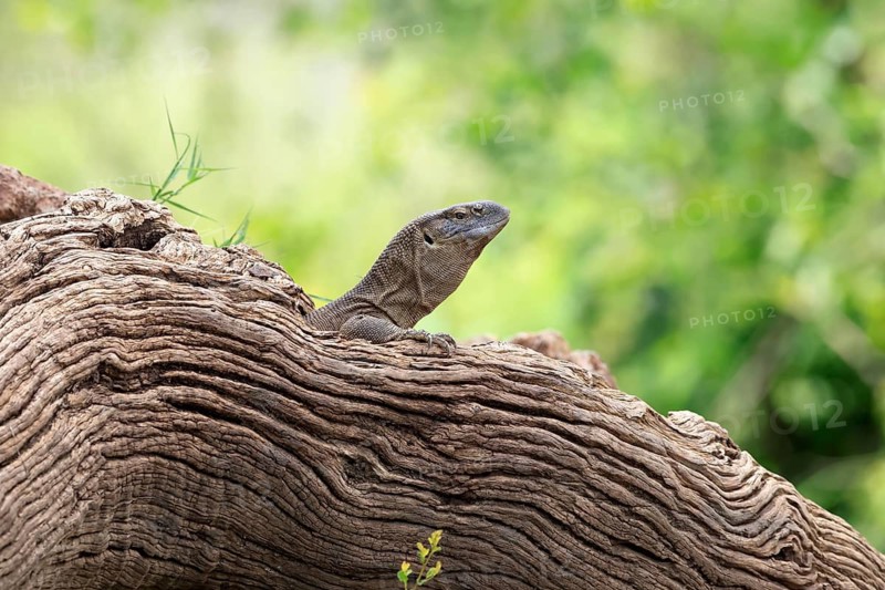 White-throated monitor (Varanus albigularis), Cape monitor, adult, tree trunk, alert, Kruger National Park, South Africa