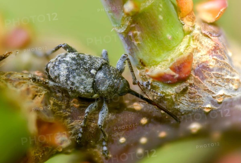 Curculio villosus, oak gall weevil, beetle, coleoptera, insects, beetles