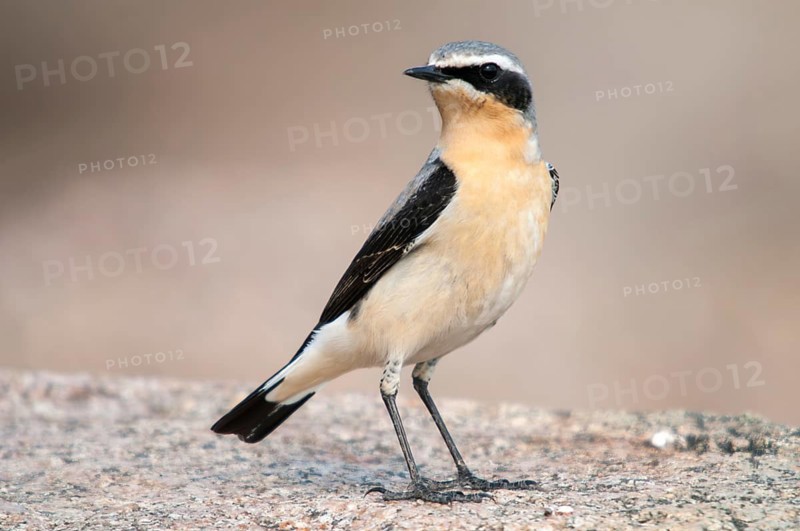 Brandenburg, Germany, national natural heritage, Grünhaus natural paradise, oenanthe oenanthe, Steinschmätzer, wheatear, post-mining landscape, birds, green house, male, passeri, songbirds, birds