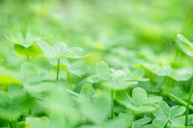 A close-up view of lush green clover leaves in a natural setting. The vibrant greenery creates a fresh and lively atmosphere, ideal for nature themes