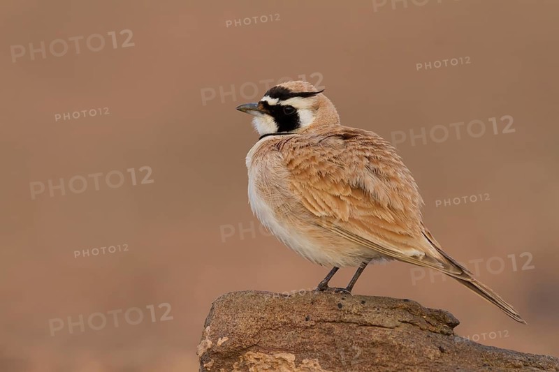 Temminck's Horned Lark - Saharaohrenlerche - Eremophila bilopha, Morocco