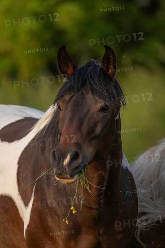 A brown horse with a white spot is standing in a field on a sunny day. He eats grass as he looks around. Lower Rhine Alsace, France