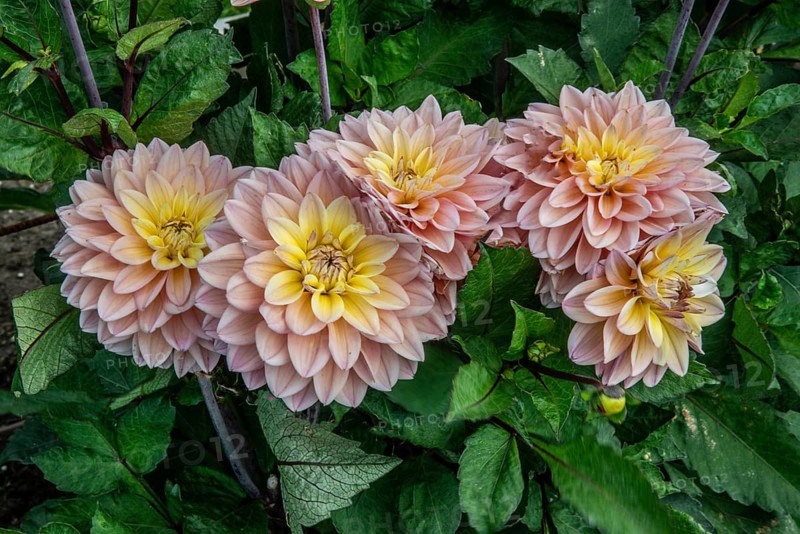 Flowering Dahlias (Dahlia), variety Mondrian in the Dahlia Farm in Löderup, Ystad municipality, Skåne County, Sweden, Scandinavia