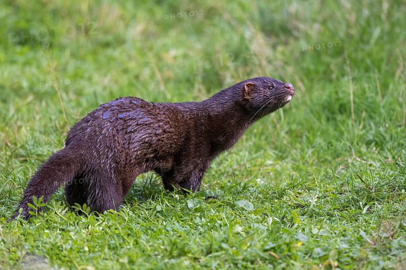 Mink (Neogale vison), Lüneburg Heath, Lower Saxony, Lüneburg Heath, Lower Saxony, Germany