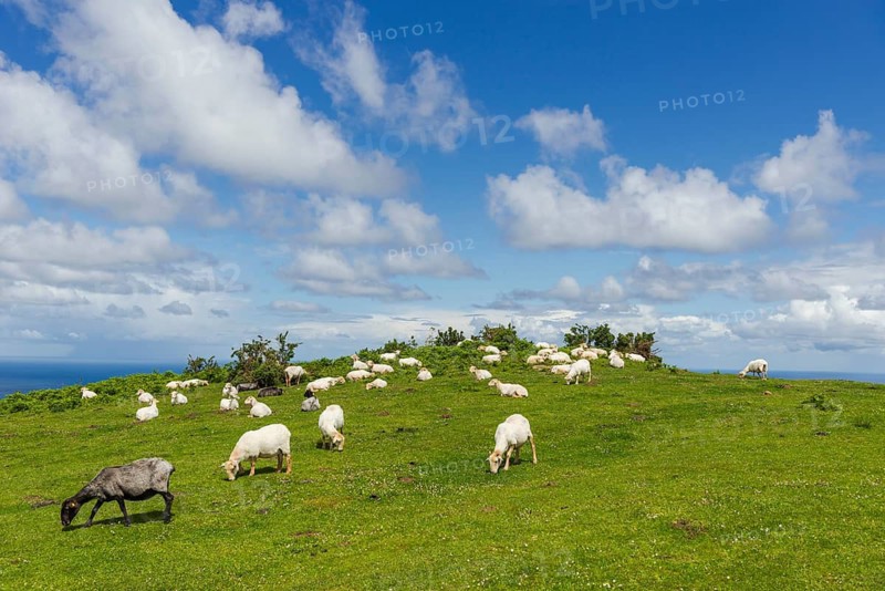 Sheep in green pasture at Pico Jaizkibel near Hondarribia on the Atlantic border between France and Spain