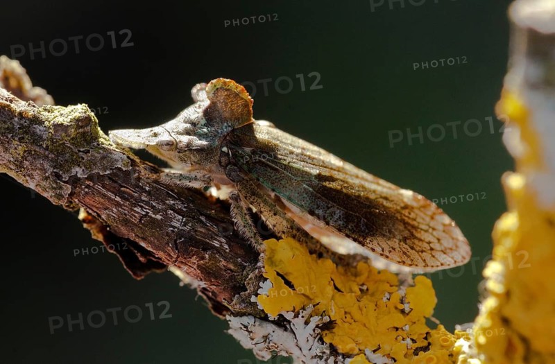 Auchenorrhyncha, cicadellidae, cicadomorpha, common ear cicada, hemiptera, horned leaf hopper, ledra aurita, ear cicada, ear chirp, round-headed cicada, beak kerf, dwarf cicadas, insects, cicadas