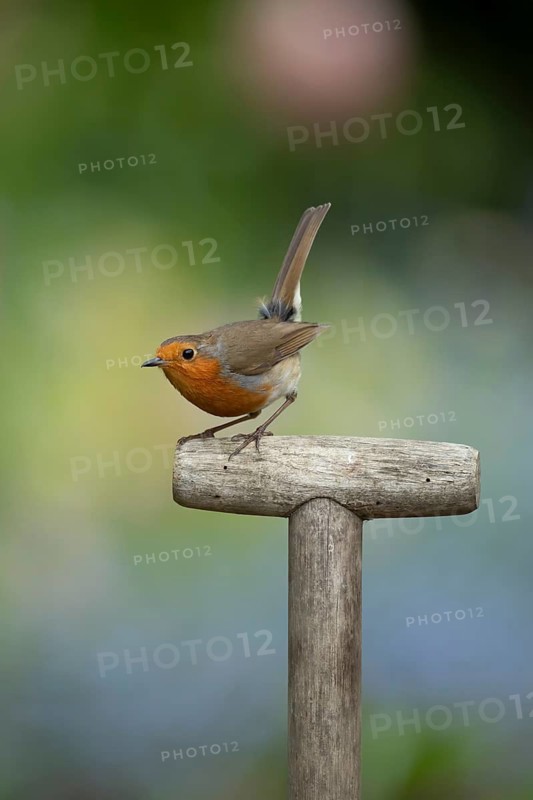European robin (Erithacus rubecula) adult garden bird on a fork handle, England, United Kingdom