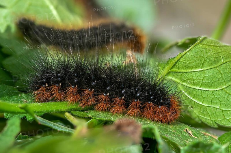 Arctia caja, arctiida, brown bear, bear moth, garden tiger, great tiger moth, butterfly, inchworm, insects, moths, moths, moths, caterpillar, butterfly