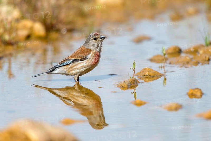 Acanthis cannabina, bloodtail, linaria cannabina, linnet, bath, bird bath, birds, hanfling, male, mirror, male, passeri, songbirds, songbirds, reflection, drinking, birdbath, birds, watering place