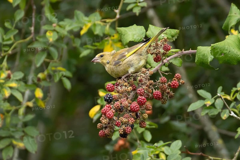 Greenfinch (Chloris chloris) adult bird on blackberries fruit in a hedgerow in summer, England, United Kingdom