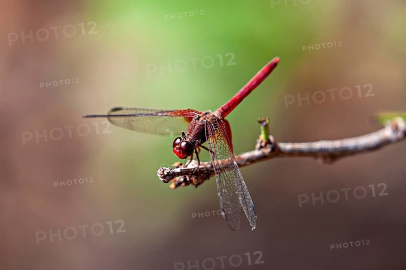 A dragonfly with a red body on a twig against a blurred green background, a red fire dragonfly in the Caatinga in Brazil (Crocothemis erythraea)