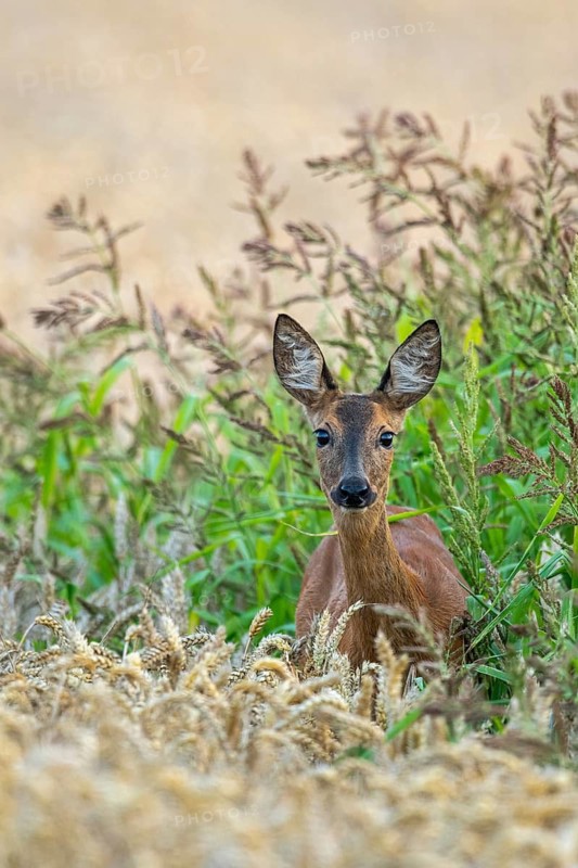 A female roe deer (Capreolus capreolus) in a wheat field, Vechta, Lower Saxony, Germany