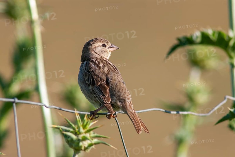 Passer hispaniolensis, Spanish sparrow, willow sparrow, birds, extremadura, female, passeri, songbirds, Spain, sparrows, birds, female