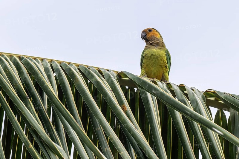St Thomas Parakeet (Eupsittula pertinax), Curacao