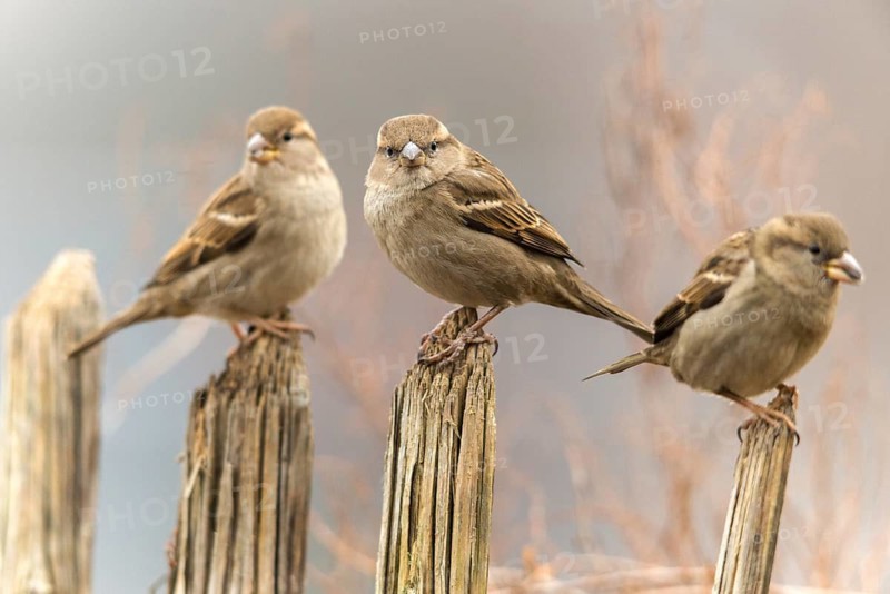 House sparrow, passer domesticus, sparrow, birds, female, garden, garden fence, passeri, songbirds, sparrow, sparrow, sparrow, sparrow, sparrow, sparrow, sparrow, birds, female