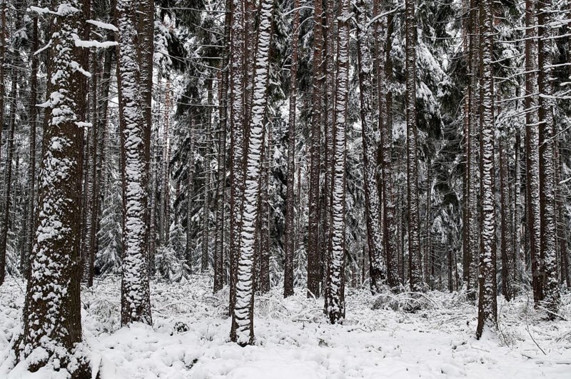 Tree, trees, coniferous forest, snow, tree, forest, winter, wood
