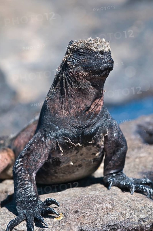 Marine iguana (Amblyrhynchus cristatus), Port Egas (James Bay), Isla Santiago (Santiago Island), Galápagos Islands, Ecuador, Galápagos, South America