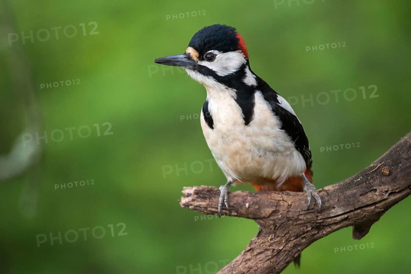Great spotted woodpecker, Dendrocopos major, birds, piciforms, woodpeckers, birds, woodpecker