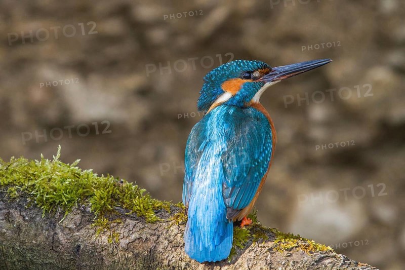 Kingfisher (Alcedo atthis) female, sitting room, Germany, Mecklenburg-Western Pomerania, Feldberger Lake District, Mecklenburg-Western Pomerania, Federal Republic of Germany