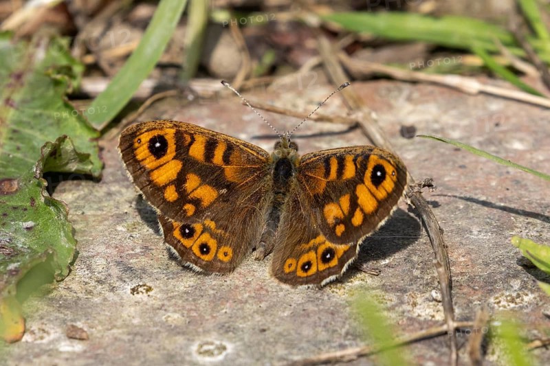 Wall butterfly (Lasiommata megera) with orange wings warming up on bricks during springtime in Sussex, UK