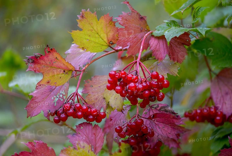 Viburnum opulus