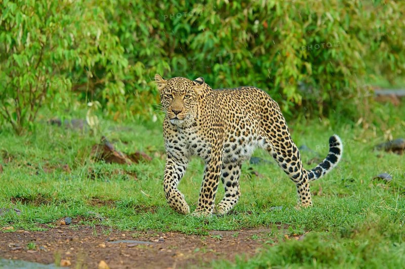 A leopard makes its way through the lush wilderness, Leopard (Panthera pardus), Masai Mara National Reserve, Narok County, Kenya