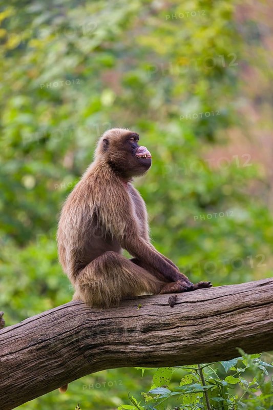 Portrait of an adult male Gelada (Theropithecus gelada), or bleeding-heart monkey, resting on a log. A green forest in the background