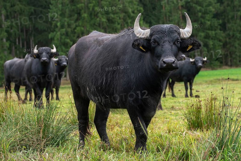 Artiodactyla, Bavaria, Bubalus Arnee, Even-töd Ungulate, Upper Palatinate, Paarhufer, Tirschenreuth, Waldnaab, Waldnaabaue, water buffalo, wild willows Waldnaabaue, domesticated animals, extensive grazing, pet, mammals, mammals
