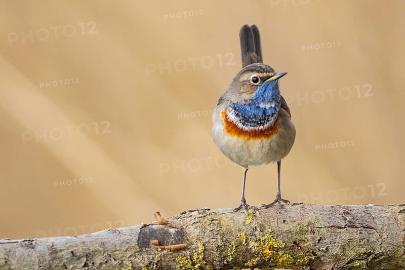 Bluethroat (Luscinia svecica cyanecula) ml Germany