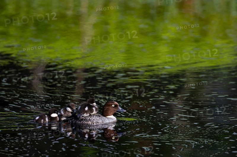 Common goldeneye (Bucephala clangula), female with three chicks swimming on a river, Sanginjoki Nature Reserve, Northern Ostrobothnia, Finland