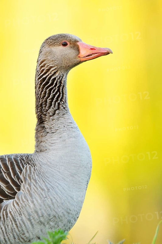 Greylag goose (Anser anser), portrait, North Rhine-Westphalia, Germany