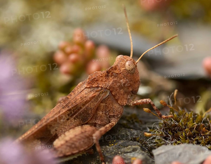 Blue-winged wasteland scare, caelifera, short-feeler scare, Oedipoda caerulescens, Oedipodinae, blue-winged grasshoppers, grasshoppers, grasshoppers, insects, wasteland scares