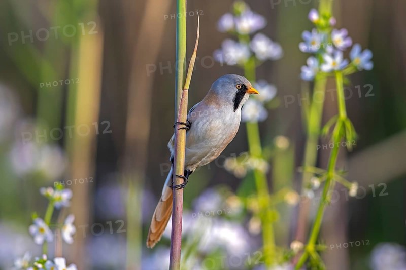 Bearded reedling, bearded tit (Panurus biarmicus) adult male in reedbed perched on reed stem at wetland in spring