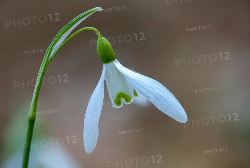 Amaryllidaceae, Galanthus nivalis, small snowdrop, daffodil family, snowdrop, amaryllis family, flora, early bloomer, spring, plants, plants, snowdrop, spring