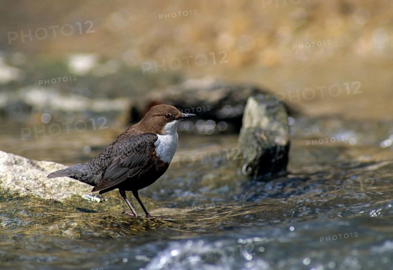 Cinclus cinclus, dippers, dippers, birds, leo, passeri, songbirds, birds