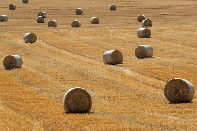 Golden hay bales resting in Limagne plain. Puy de Dome. Auvergne Rhone Alpes. France