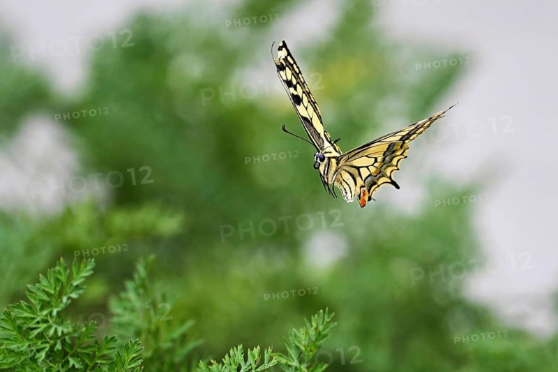 Swallowtail (Papilio machaon), approaching carrot weed (carrot herb), a food source for the caterpillars, Meienberg, Canton of Aargau, Switzerland
