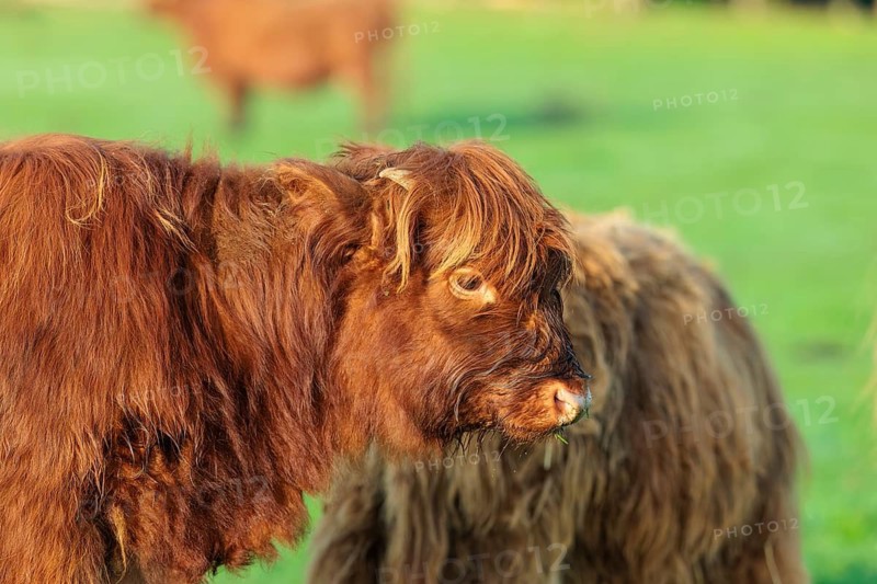Portrait of a Highland calf (Bos primigenius taurus) in the early morning light. Bavaria, Germany