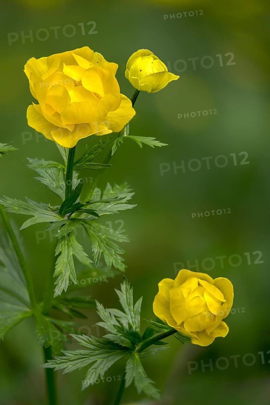 Budabin seed, buttercup, butter ball, butterrose, globe flower, goldhead, buttercup family, ball ranunculus, ranunculaceae, trollflower, trollius europaeus, flora, high size, portrait format, plants, plants