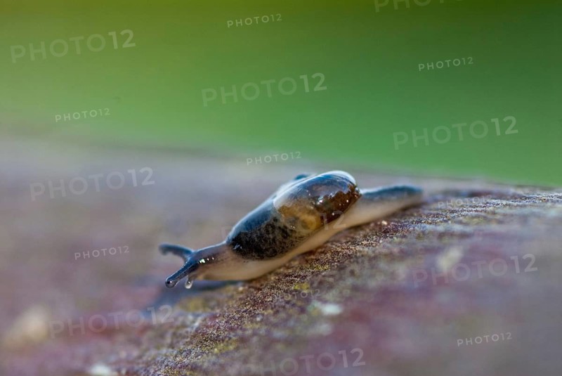 Eucobresia diaphana, ear-shaped glass snail, gastropoda, mollusca, snails, molluscs