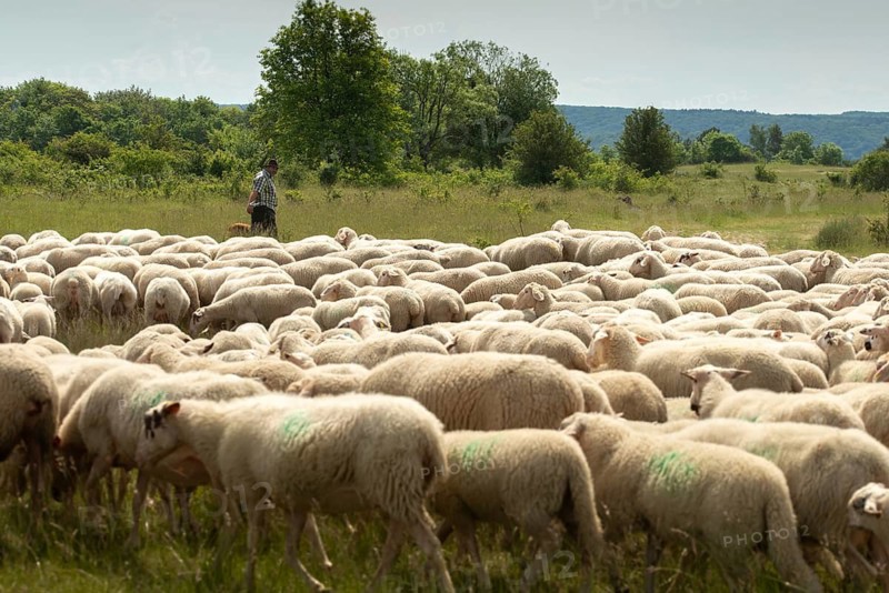 Artiodactyla, domestic sheep, even-toed ungulate, Germany, domestic sheep, Jena, Nabu, natural heritage, Ovis Gmelini aries, cloven-hoofed, Thuringia, wind knobs, cultivated landscape, domesticated animals, pet, hutung, herding, cultural landscape, landscape, mammals, nature reserve, sheep, mammals, migrating shepherd