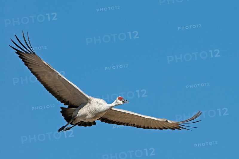 Canada crane. Bosqe del Apache, New Mexico, United States. Sandhill Crane. Bosqe del Apache, New Mexico, United States of America
