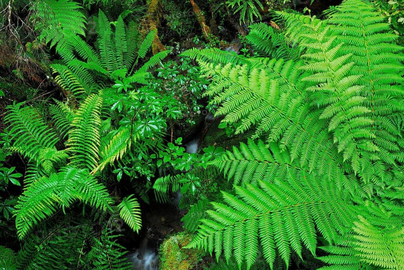 Fern Branch, Westland National Park, World Heritage South West New Zealand, West Coast, South Island New Zealand Westland National Park, South Island, New Zealand