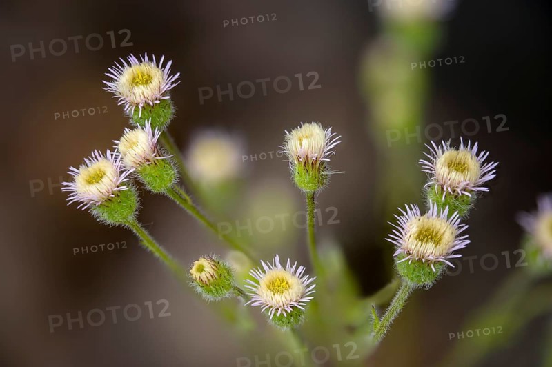 Asteraceae, professional herb, true professional herb, erigeron acris, daisy herb, bitter fleabane, blue fleabane, flora, plants, plants