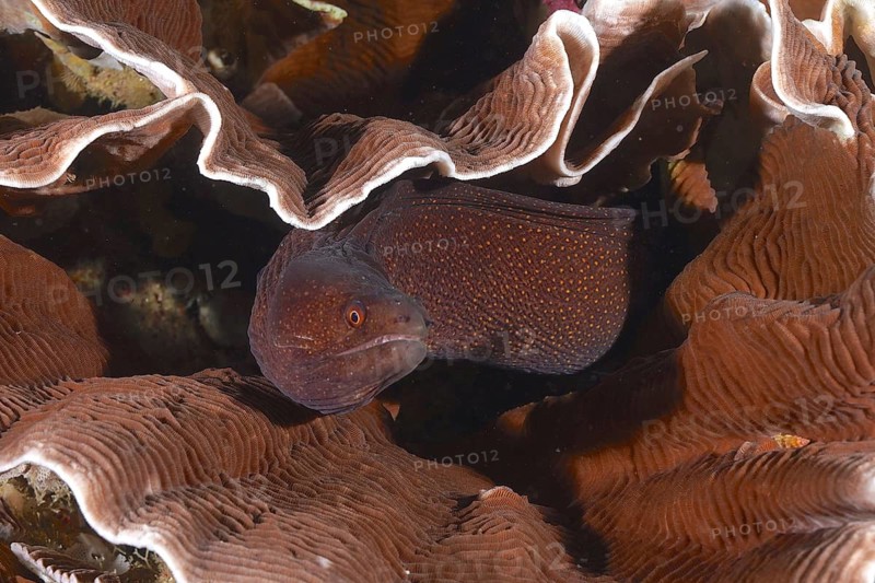 Abbott's moray eel (Gymnothorax eurostus) blends into the intricate, textured brown hues of the corals, dive site: Sodwana Bay National Park, Maputaland Marine Reserve, KwaZulu-Natal, South Africa