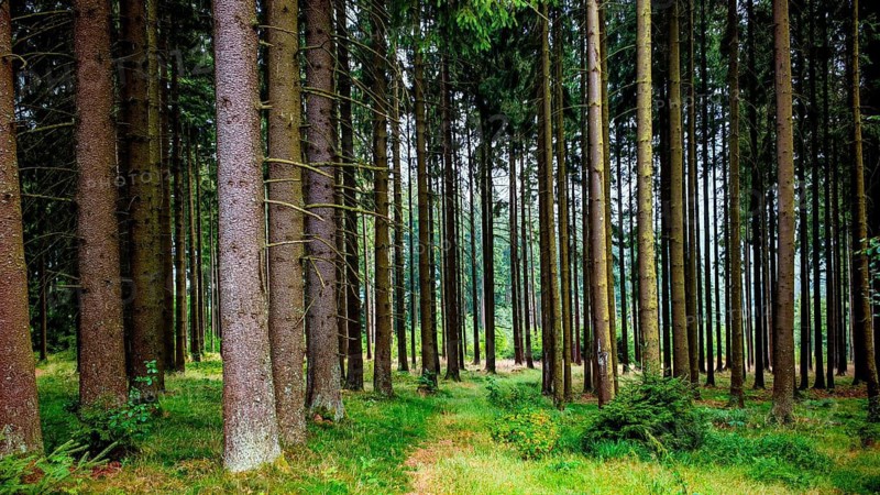 Narrow path between tall conifers, creating a quiet, green forest atmosphere, hiking in the Fichtelgebirge nature park Park, Upper Franconia